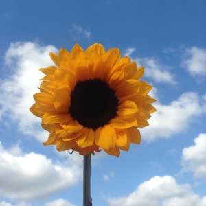 Sunflower. Taken on the Iphone. No filters. Instagram: sidra_mushtaq