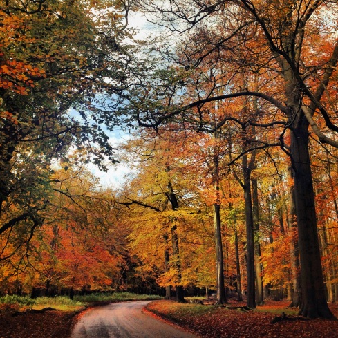 Autumn trees in England, UK. Photo taken using an iPhone by: Sidra Mushtaq